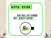 教科版三年级上册科学动物《蜗牛（一）》课件