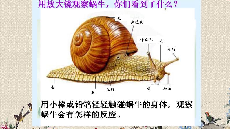 教科版三年级上册科学动物《蜗牛（一）》课件07