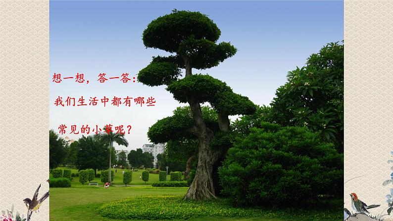 教科版三年级上册科学 植物《大树和小草》课件第3页