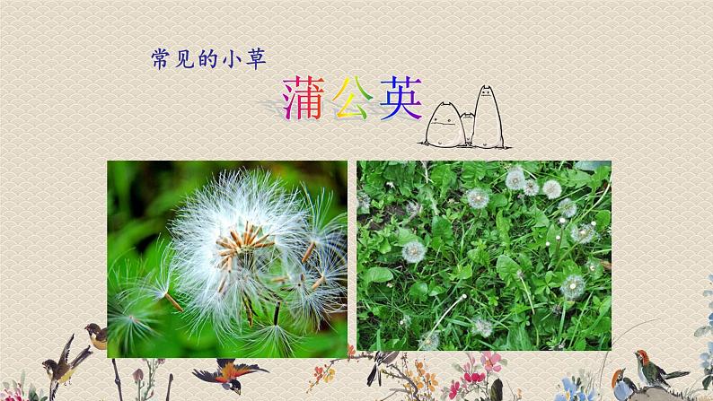 教科版三年级上册科学 植物《大树和小草》课件第5页