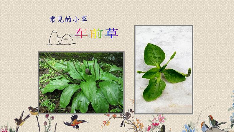 教科版三年级上册科学 植物《大树和小草》课件第7页