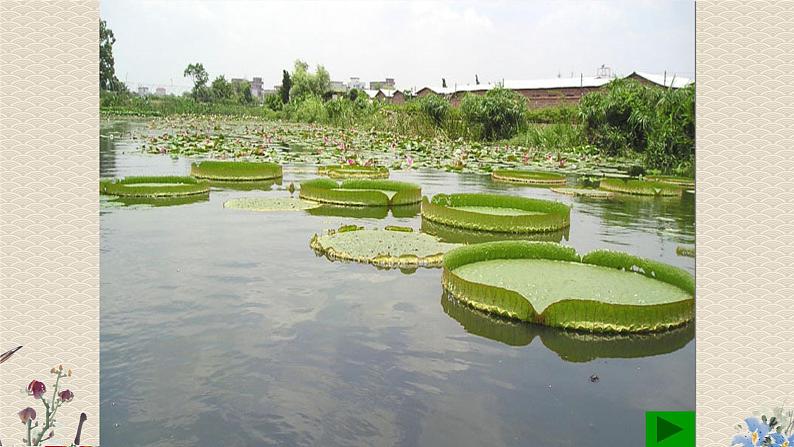 教科版三年级上册科学 植物《水生植物》课件03