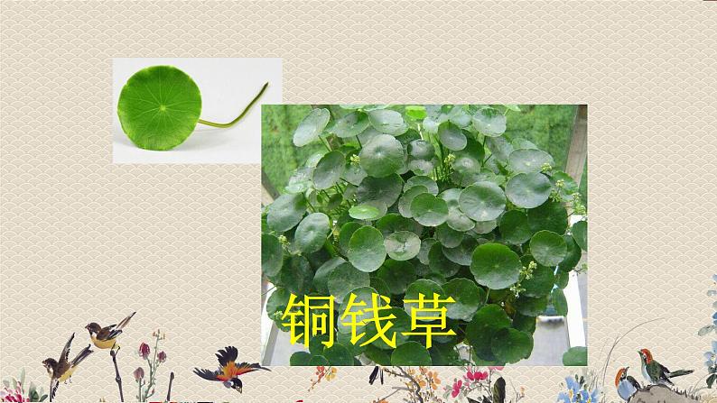 教科版三年级上册科学 植物《植物的叶》课件03