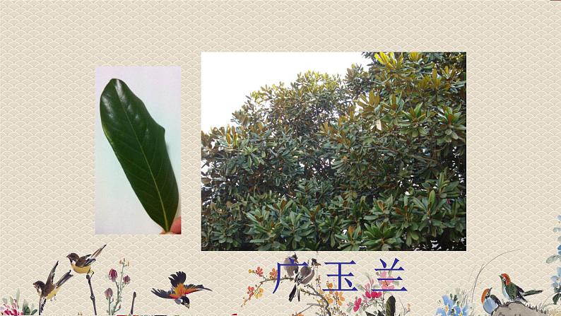 教科版三年级上册科学 植物《植物的叶》课件04