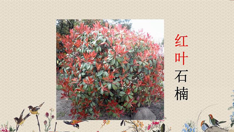 教科版三年级上册科学 植物《植物的叶》课件05