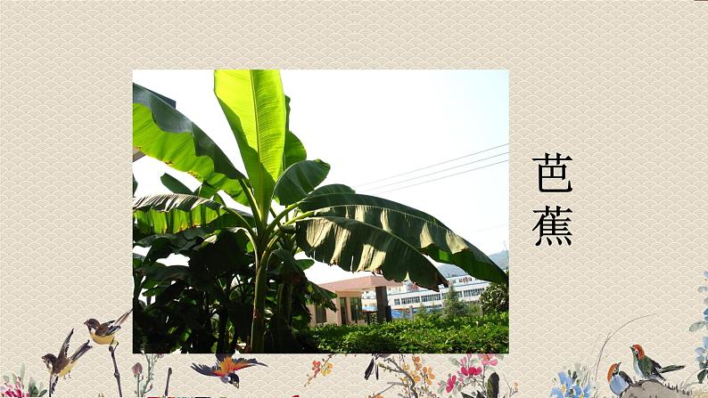 教科版三年级上册科学 植物《植物的叶》课件06