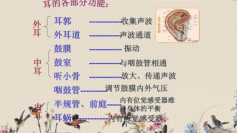 教科版四年级上册科学 声音《我们是怎样听到声音的》课件第5页