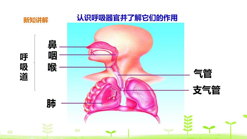 苏科版三上科学5.16《人的呼吸》课件+教案+同步练习（含答案）04