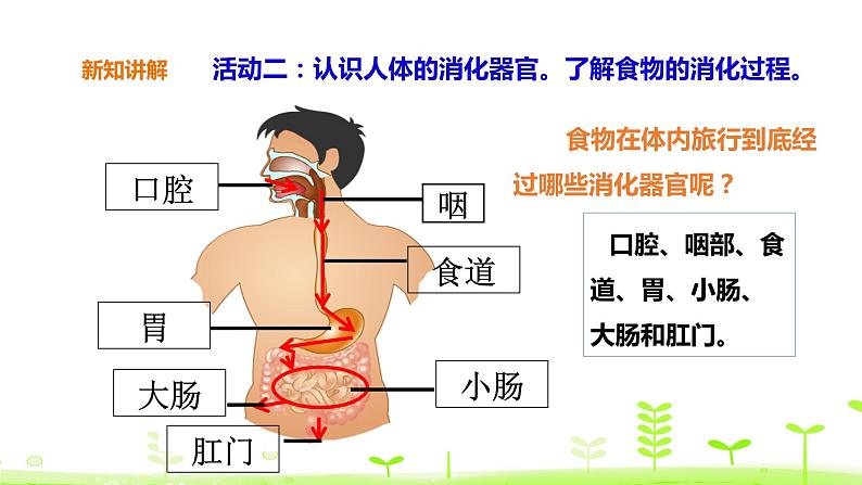 苏科版三上科学5.18《食物的旅行》课件+教案+同步练习（含答案）05