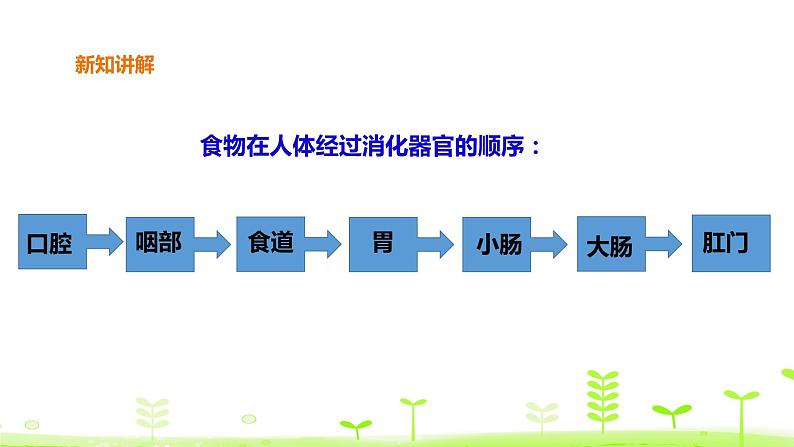 苏科版三上科学5.18《食物的旅行》课件+教案+同步练习（含答案）06