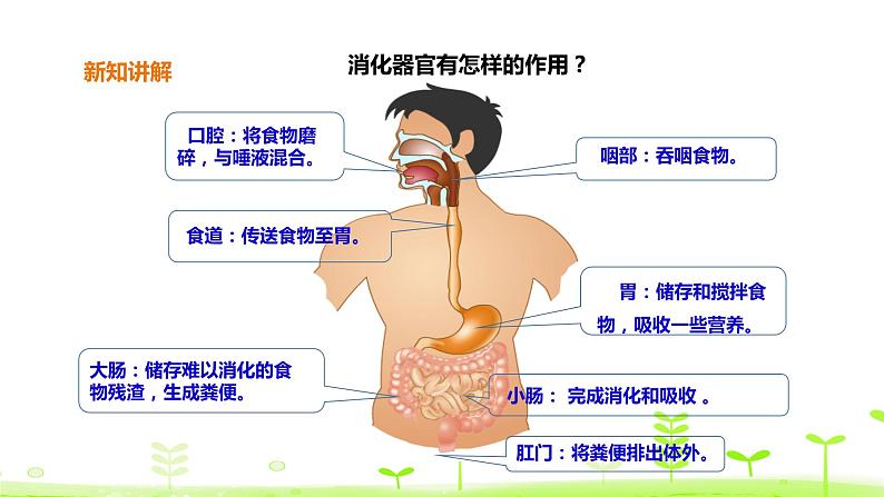 苏科版三上科学5.18《食物的旅行》课件+教案+同步练习（含答案）07