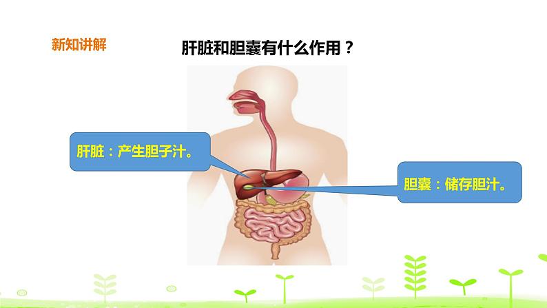苏科版三上科学5.18《食物的旅行》课件+教案+同步练习（含答案）08