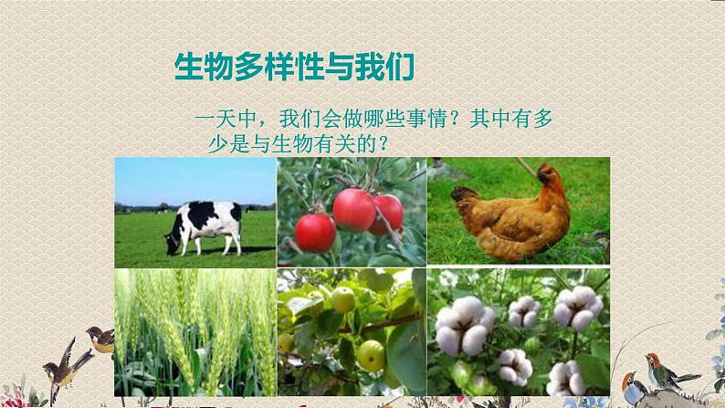 教科版六年级上册科学  生物的多样性《生物多样性的意义》课件03