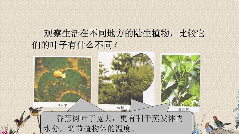 教科版六年级上册科学  生物的多样性《原来是相互关联的》课件06