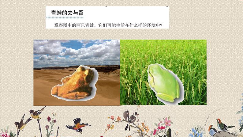 教科版六年级上册科学  生物的多样性《谁选择了它们》课件03