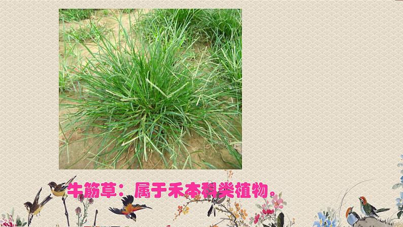 教科版六年级上册科学  生物的多样性《多种多样的植物》课件第7页