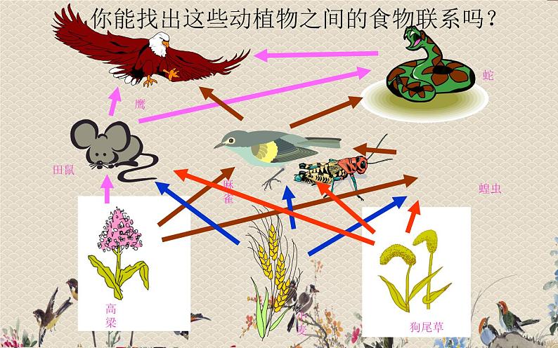 教科版五年级上册科学 生物与环境《食物链和食物网》课件第6页