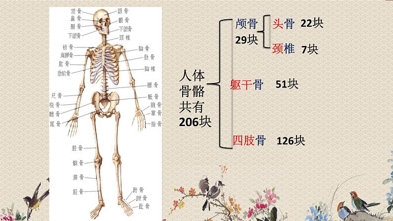 教科版四年级上册科学 我们的身体《骨骼、关节和肌肉》课件06