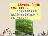 教科版三年級上冊科學 植物《我看到了什么》課件