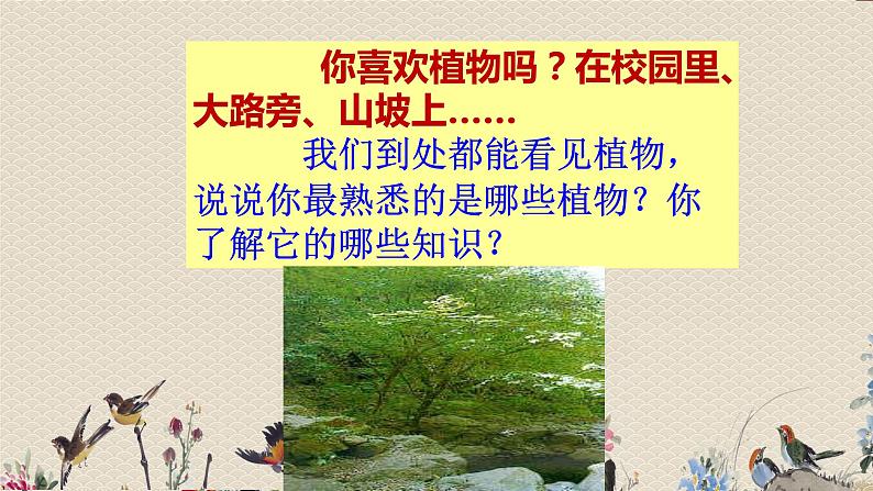 教科版三年级上册科学 植物《我看到了什么》课件第1页