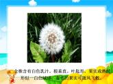 《1 小草和大树》课件