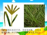 《1 小草和大树》课件