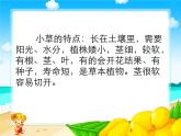 《1 小草和大树》课件