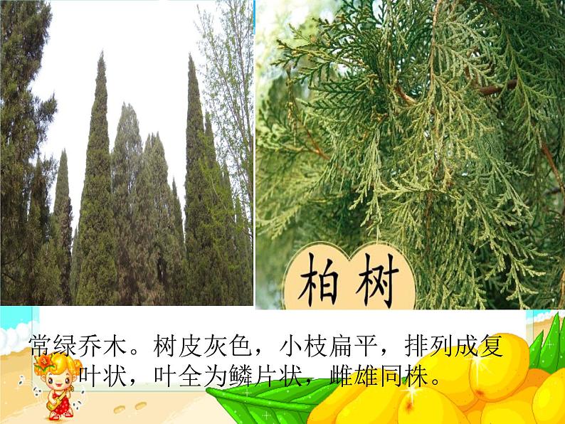 《1 小草和大树》课件第5页