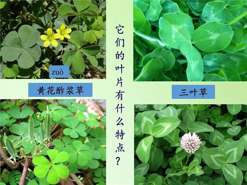 三年级上科学-1.3大树和小草(2)课件-教科版第3页