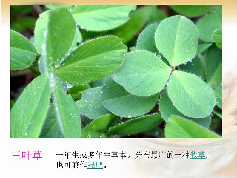 三年级上科学-1.3《大树和小草》_课件-教科版第5页