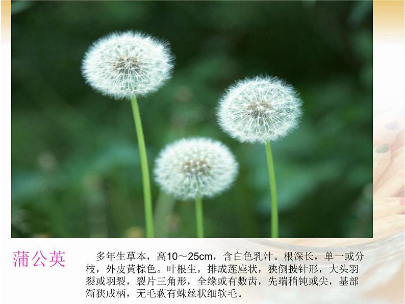 三年级上科学-1.3《大树和小草》_课件-教科版第6页