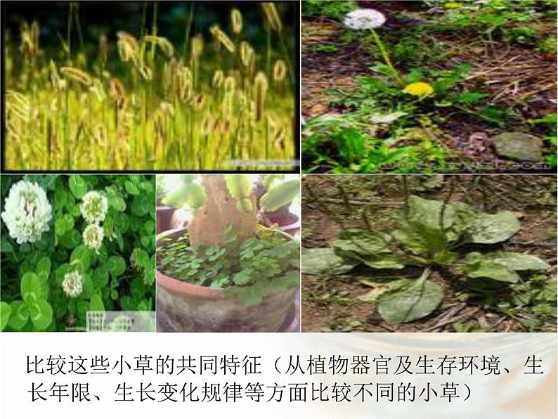 三年级上科学-1.3《大树和小草》_课件-教科版第8页