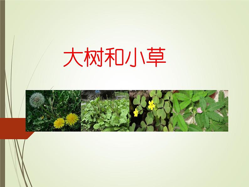 三年级上科学-1.3大树和小草_1(2)课件-教科版第1页