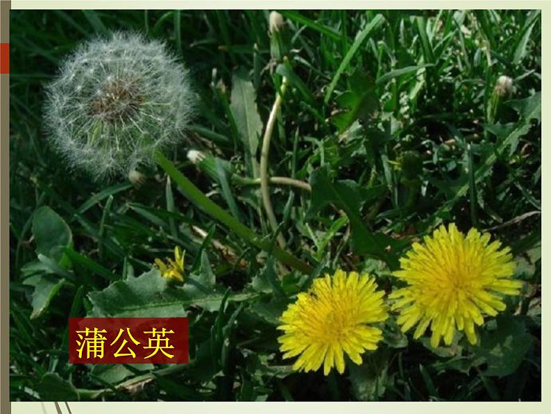 三年级上科学-1.3大树和小草_1(2)课件-教科版第3页