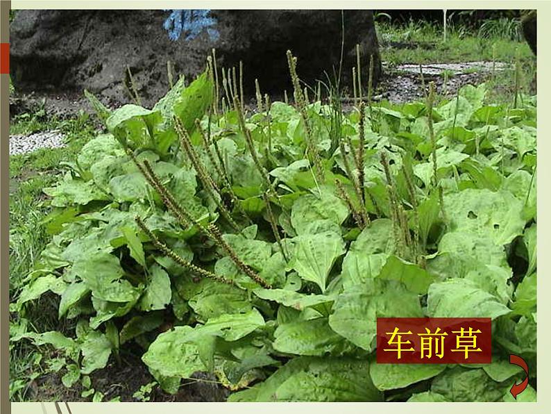 三年级上科学-1.3大树和小草_1(2)课件-教科版第5页