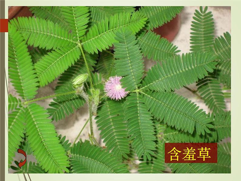 三年级上科学-1.3大树和小草_1(2)课件-教科版第7页