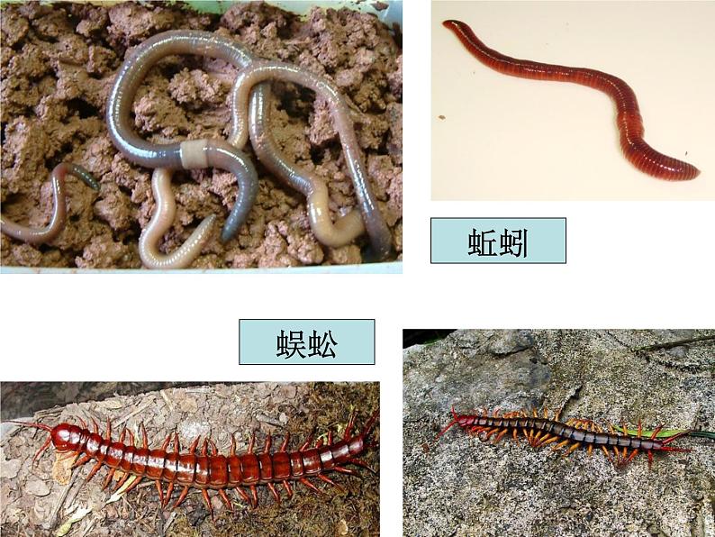 4.1校园生物大搜索（课件）-2021-2022学年科学六年级上册（教科版）第7页