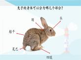 粤教粤科版三上科学 《探究技能：观察》课件