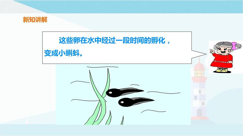 粤教粤科版三上科学 1.1《鲫鱼与青蛙》课件07