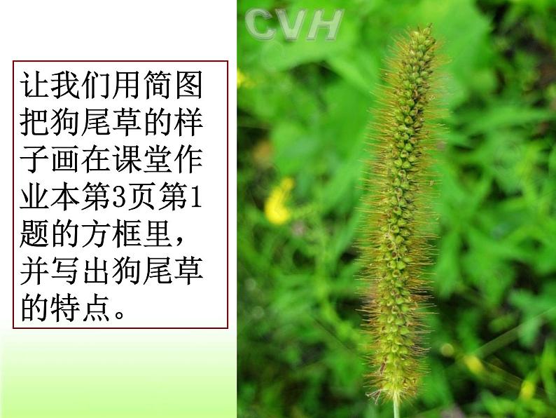 三年级上科学-1.3《大树和小草》_1课件-教科版06