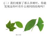 三年级上科学-1.5植物的叶(1)课件-教科版