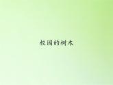 三年级上科学-1.2校园的树木(1)课件-教科版