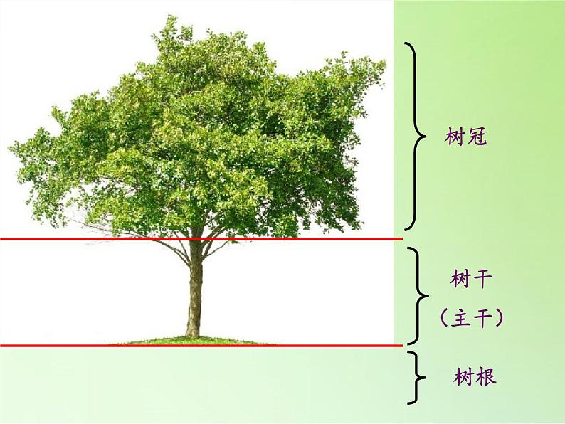 三年级上科学-1.2校园的树木(1)课件-教科版第2页