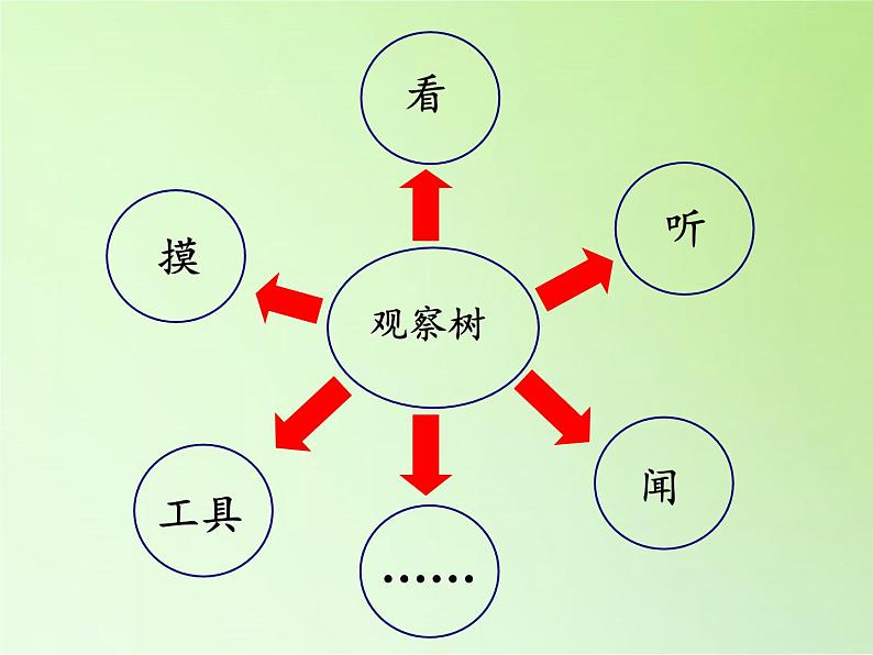 三年级上科学-1.2校园的树木(1)课件-教科版第5页