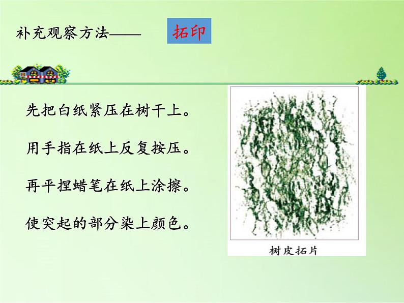 三年级上科学-1.2校园的树木(1)课件-教科版第6页