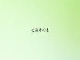 三年级上科学-1.2校园的树木(4)课件-教科版