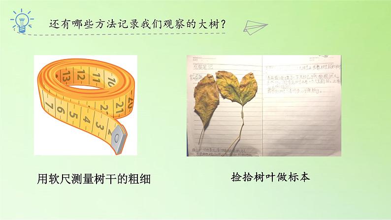 三年级上科学-1.2校园的树木(4)课件-教科版第8页