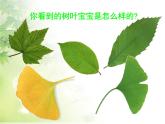 三年级上科学-1.5《植物的叶》_3课件-教科版