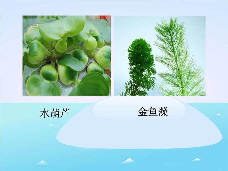 三年级上科学-1.4水生植物_1课件-教科版02