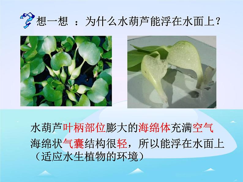 三年级上科学-1.4水生植物_1课件-教科版04